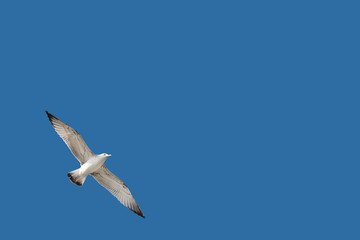 Seagull on a clear blue sky