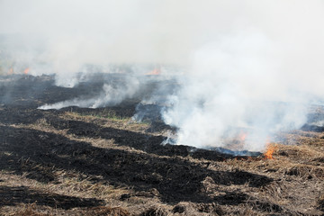 burning straw in paddy field.