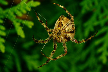 Spinne beim spinnen