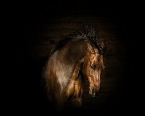 portrait of the brown angry horse