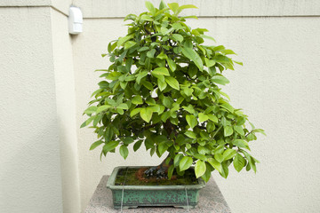 Chinese Quince Bonsai Tree (20 years old)