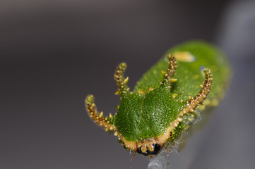 Fototapeta premium Face of Caterpillar Tawny Rajah butterfly