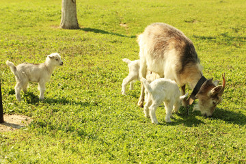 Naklejka na ściany i meble Young goatling with mother outdoors