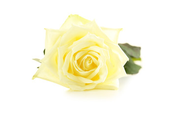 White rose isolated on a white