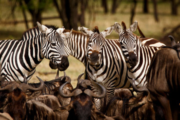 Fototapeta na wymiar Zebras und Gnus