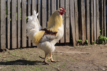 Country rooster walking along the fence. Bashkiria. Russia.