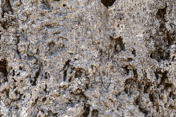 Nature abstract scene on a tree texture close up of an African baobab.