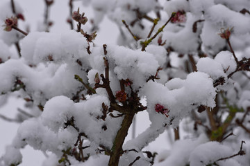 Schneebedeckte Zweige
