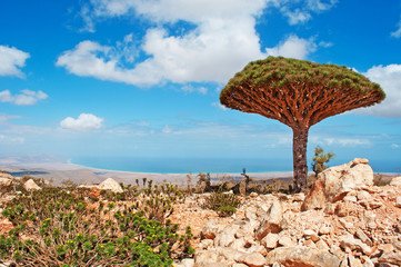 Fototapeta na wymiar Panoramica del Mare Arabico con albero di Drago, simbolo dell'isola di Socotra, altopiano Dixam, Yemen