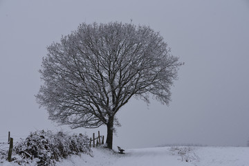 Winterlandschaft mit einer Bank unter einem Baum
