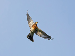 Fieldfare (turdus pilaris)