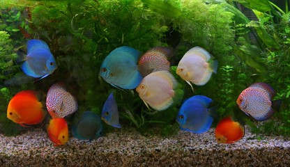 Discus (Symphysodon), multi-colored cichlids in the aquarium, the freshwater fish native to the Amazon River basin