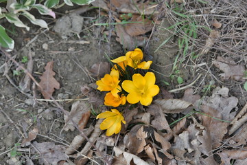 Sumpfdotterblume auf Waldboden