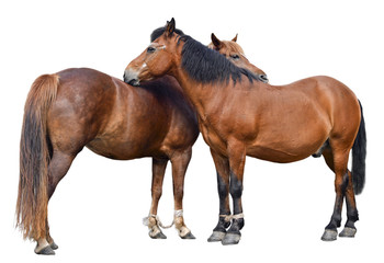 Obraz premium Two young horses/ Two young horses isolated on white background