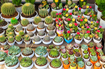 Fototapeta na wymiar cactus flowers set