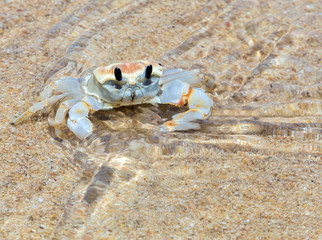crab in sea beach