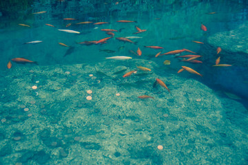 Goldfische und Geldmünzen in Teich