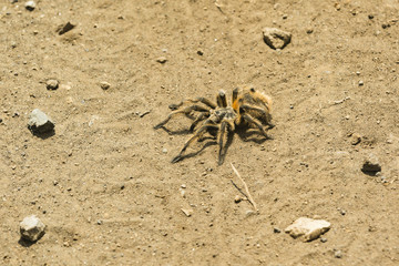 spider