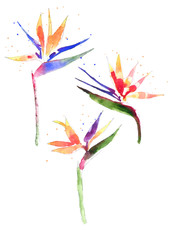 Watercolor Strelitzia flower