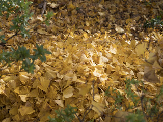 ginkgo leaves fall on ground close up