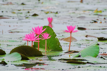 Red Lotus, green leaves on the background of water. 