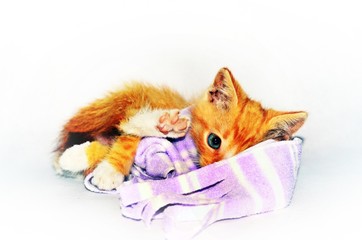 Rudy kot bawi się szalikiem - Red cat playing with a scarf - obrazy, fototapety, plakaty