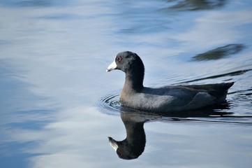 American Coot swimming in lake.