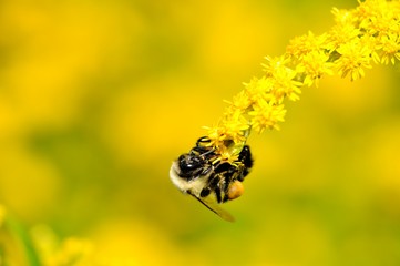 Bumble Bee at work on Goldenrod