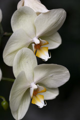 Naklejka na ściany i meble orchidee