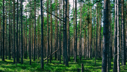 Fototapeta na wymiar Horizontal vivid symmetric forest wood composition background ba