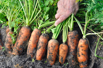 farmer harvesting fresh organic carrots