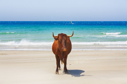 VACA EN LA PLAYA