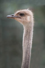 Curious African ostrich. Zoo pathos. Cyprus