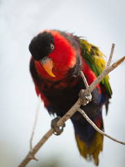 Red Parrot. Zoo pathos. Cyprus