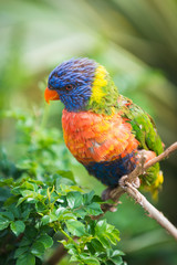 Rainbow Lorikeet. Zoo pathos. Cyprus