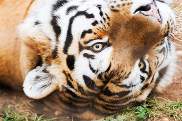 Beautiful amur tiger. Zoo pathos. Cyprus