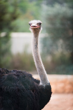 Curious African ostrich. Zoo pathos. Cyprus