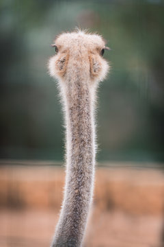 Curious African ostrich. Back view. Zoo pathos. Cyprus