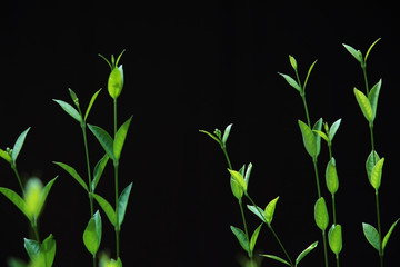 young plant with black background.