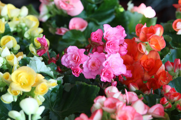 Fototapeta na wymiar colorful begonia rose.