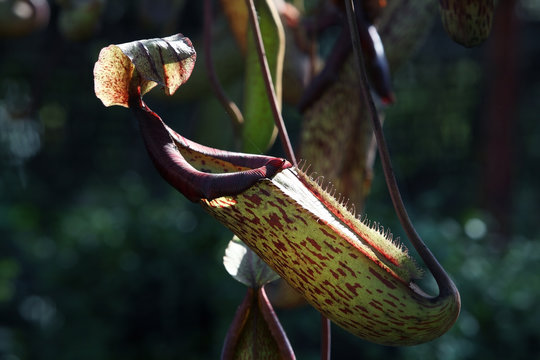 tropical pitcher plant.