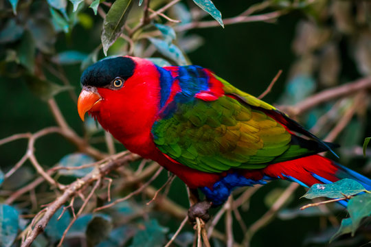 Fototapeta Portrait of A single Tricolor Parrot, Lorius Lory,  in natural surroundings