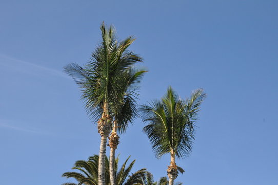 Palmen auf Lanzarote