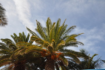 Fototapeta na wymiar Eine Palme auf Lanzarote