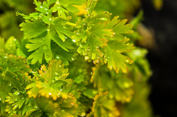 Raindrops on a garden plants after summer rain