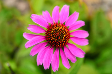 Obraz premium Sonnenhut, Echinacea, einzelne Blüte