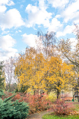 Fototapeta premium Park between buildings at autumns in Bratislava, Slovakia