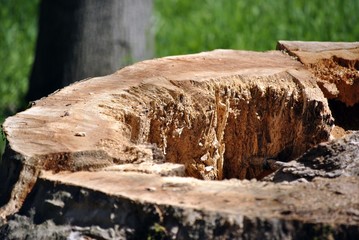 Fototapeta premium tree cut base