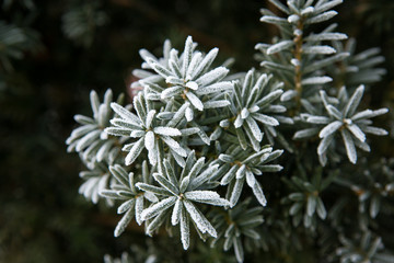 Yew - Coniferous branches covered with hoarfrost. 