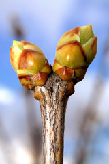 ree buds closeup